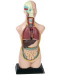 Model - Ciało człowieka, 50 cm