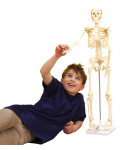 Szkielet człowieka, 80 cm