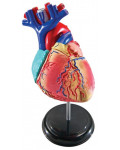 Mini model serca