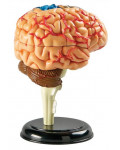 Mini model mózgu