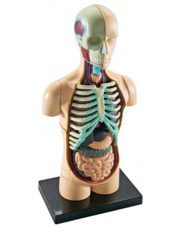 Mini model - Ciało człowieka