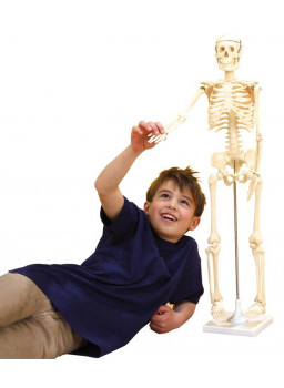 Szkielet człowieka, 80 cm