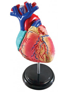 Mini model serca