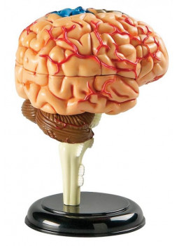 Mini model mózgu